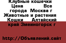 Клубные кошечки › Цена ­ 10 000 - Все города, Москва г. Животные и растения » Кошки   . Алтайский край,Змеиногорск г.